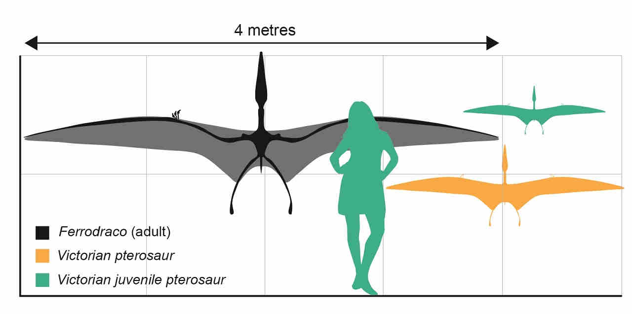 Australias Oldest Pterosaur Fossils Include First Juvenile